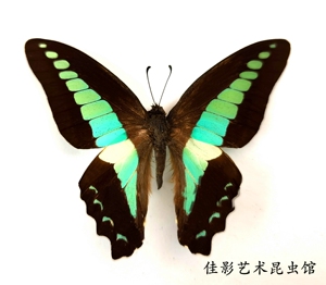 蝴蝶标本三角包