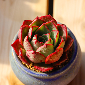 斗牛士舞 多肉植物新手多肉萌肉肉组合盆栽办公室内花卉墨亚园艺