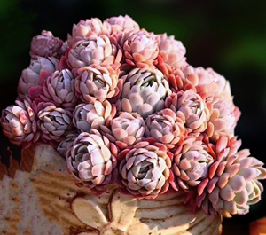 多肉植物 一物一拍 小叶冰梅群生 多头 缀化