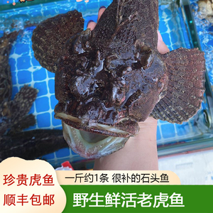 野生玫瑰毒鲉老虎鱼活鱼鲜活水产石头鱼海鲜虎头鱼新鲜约一斤1条