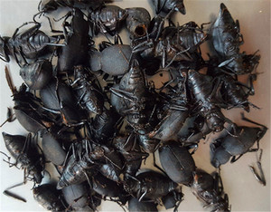 中药材九龙虫 地胆虫 地胆酒泡 100克138元 包邮