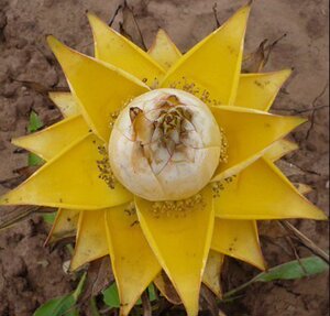 天才才天*地涌金莲 千瓣莲花 地母金莲 小指粗茎两三年苗