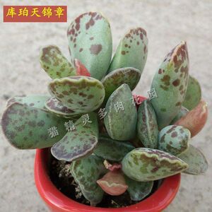 库珀天锦章多肉植物天章锦水泡多头老桩群生一物一拍阳台绿植花卉