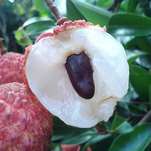 桂味荔枝妃子笑5斤火山顺丰福建水果送礼桂花香贵味细核小籽荔枝