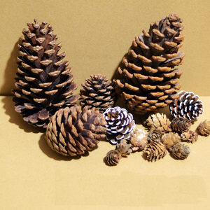 天然干松果干花超大松塔手工diy材料饰品松子壳拍摄摆件布景造型
