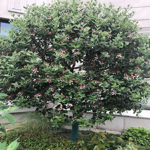 菲油果2年苗安德烈斐济果果苗常绿果树新奇水果盆栽庭院花园阳台