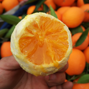 秭归江边纽荷尔橙现摘长红脐橙鹅蛋橙包邮!