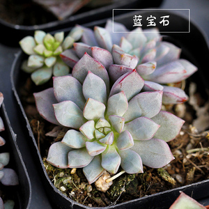 蓝宝石精品控养多肉植物 状态肉肉 室内盆栽植物基地包邮