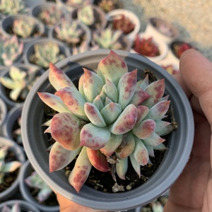 野卡布兰迪精品控养多肉植物精品多肉精品状态