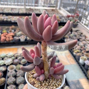 【阡芷原】新版红手指 美人系 老桩 景天科厚叶草属多肉植物