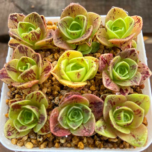 多肉植物山地玫瑰小玉玫瑰小可爱9颗一组包邮送盆土铺面