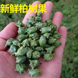 【侧柏枕】侧柏枕品牌,价格 - 阿里巴巴
