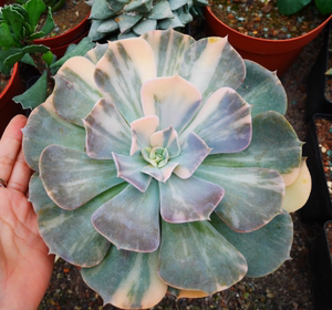 cute肉植 双子座锦 大母本 一物一拍10.21日 多肉植物