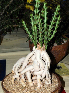 cute肉植 狗奴子麒麟块根 大戟科 一物一拍 9.1日 多肉植物