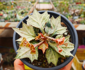 彩叶麒麟多肉植物