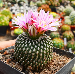 cute肉植 精巧殿 仙人球开花株 白花红花随机 多肉植物