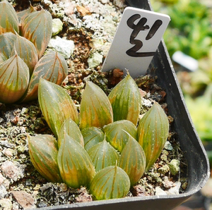 cute肉植 霓虹灯 黑肌玉露锦412b2一物一拍4.1日 多肉植物