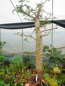 cute肉植   列加氏漆树14  块根盆景 多年瘤桩  一物一拍