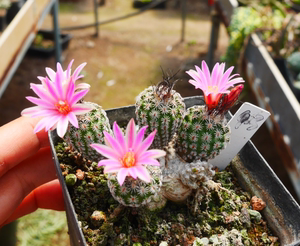 90qwer742939淘宝长城丸仙人球 娇丽属开花多肉植物小苗盆栽花卉