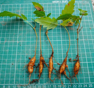 cute肉植 印度黑乳香 实生块根 多肉植物一物一拍