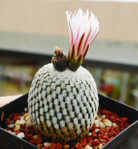 cute肉植 精巧殿 仙人球开花株 白花红花随机 多肉植物