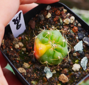 cute肉植 实生海王锦 仙人球 多肉植物 一物一拍4.8日