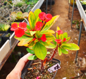 cute肉植 红花麒麟锦960w2 一物一拍12.28日 多肉植物