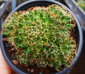 cute肉植 卷刺琴丝丸 仙人球  多肉植物 一物一拍