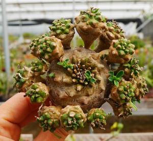 cute肉植 峨眉山大戟科 块根 一物一拍 3.1日多肉植物