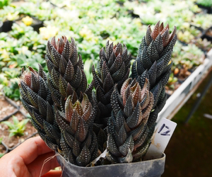 九轮塔多肉植物