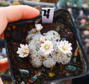 cute肉植  羽毛丸 仙人球群生b10 一物一拍11.20日 多肉植物