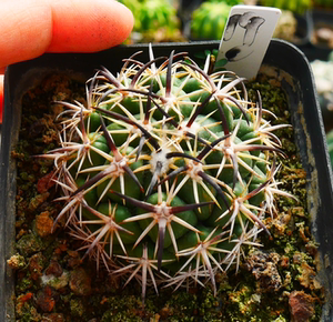 cute肉植 钢钉仙人球 籽播 稀有顶花球属 多肉植物