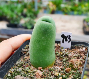 cute肉植 程成柱 仙人球 一物一拍 多肉植物