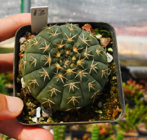 cute肉植 实生三刺玉 小棚 仙人球 一物一拍 多肉植物 4.2日