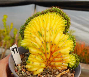 cute肉植 多闻柱缀化锦  仙人球 一物一拍 8.1日 多肉植物