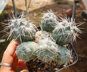 cute肉植 明暗城团扇 自根仙人球 一物一拍 多肉植物