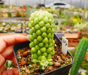 cute肉植 乳突石化w3 松果状 仙人球 多肉植物 一物一拍3.25日