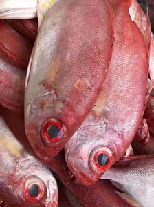 【深海野生红眼鱼】深海野生红眼鱼品牌,价格 - 阿里巴巴