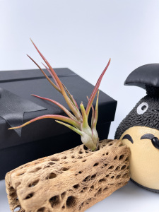 万汉x章鱼  空气凤梨