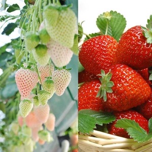 草莓种子四季播儿童种植小盆栽蔬菜 阳台种菜阳台易播种 原厂包装