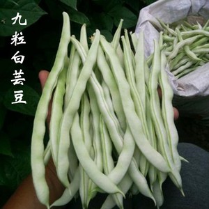 九粒白芸豆种地豆扁豆角春季秋季四季豆架豆种子农家播种蔬菜种子