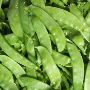 荷兰豆种子种籽豌豆苗四季甜蔬菜豌豆种籽盆栽阳台庭院家庭易种