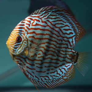 七彩神仙鱼松石活体鱼老虎狗雪玉红妃鸽子天子蓝黄金财神豹点免邮