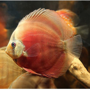 七彩神仙鱼财神活体招财鱼非野血f1紫金活体热带鱼黑格尔白化款