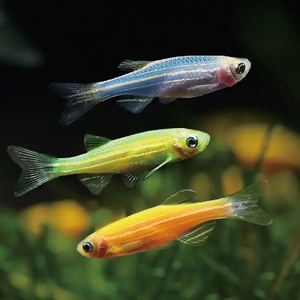 热带观赏鱼斑马鱼活体小型淡水鱼练手鱼