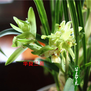 金边蝴蝶边艺兰花苗春兰线艺叶艺草大花大清香型易养华良兰苑精选