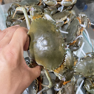 正宗三门青蟹 无绳 裸蟹扣带海鲜水产鲜活螃蟹包肥包活包邮1份2斤