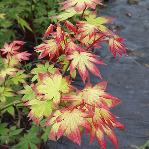 醉枫园艺 日本红枫进口彩叶枫树 盆景素材盆栽花园植物  爪柿