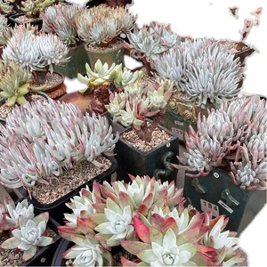 0123仙女杯白菊苹果叶拇指千寿姬法瑞诺莎流丹白豪不退不换