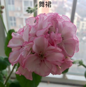 直立重瓣天竺葵花苗pretty petticoat舞裙盆栽花卉